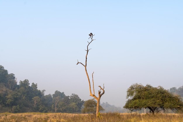 Two storks perched in a dead tree on the background of blue sky India national Park rajaji