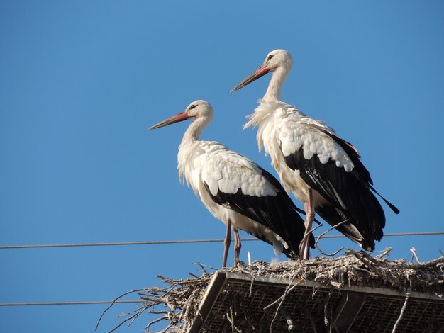 Photo two storks perching on nest against blue sky