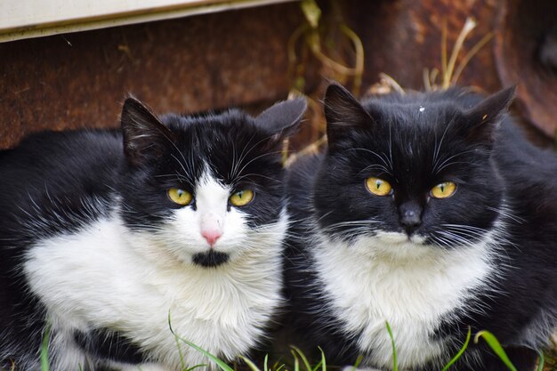 2匹の野良猫。黒い惨めな猫。