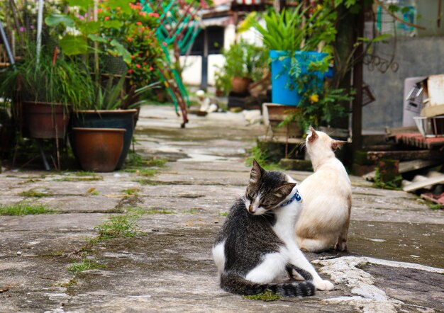 写真 通り道の2匹の迷子猫