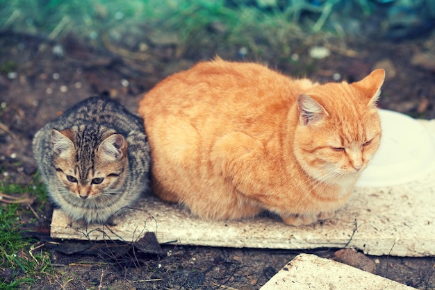 Foto due gatti randagi sdraiati all'aperto