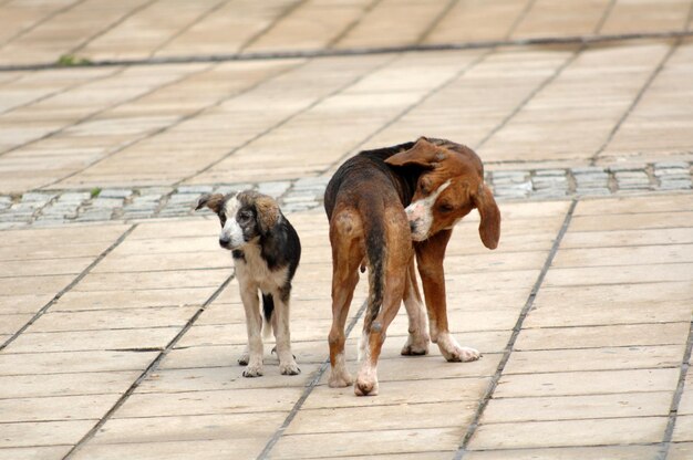 two stray dogs