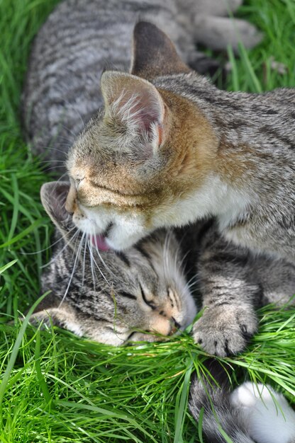 草の中に座っている2つの縞模様の子猫