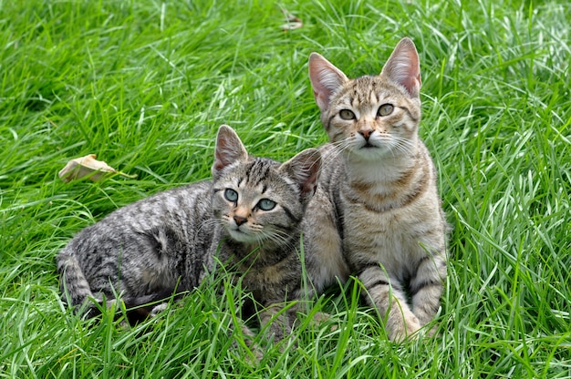 緑の草に座っている2匹の縞模様の子猫