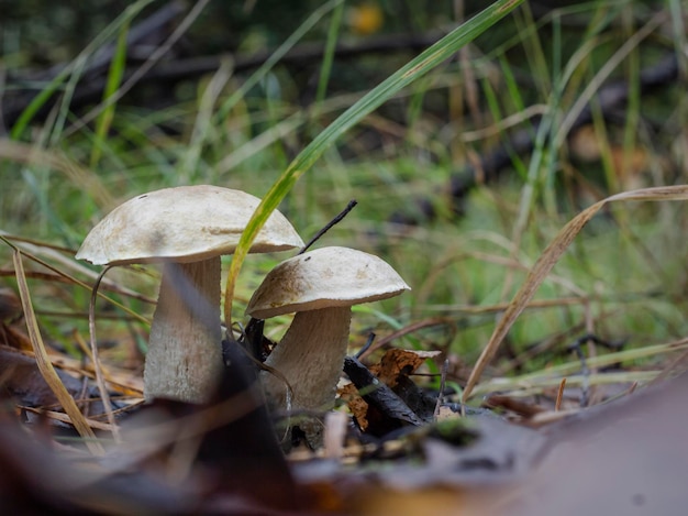 Two strong mushrooms obabok growing in the forest