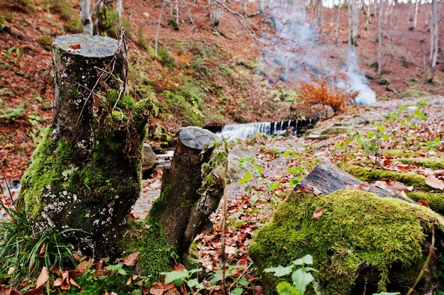 秋の森の背景の川と火の煙に苔で2つの切り株。