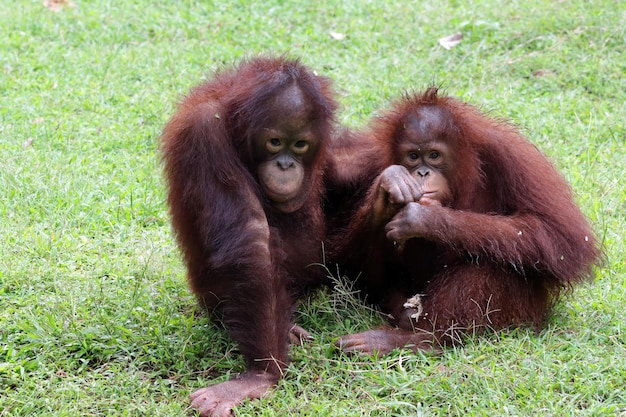 two Sumatran orangutans playing together