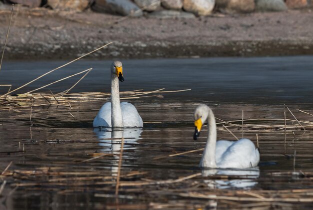 2 羽の白鳥が水中を泳いでいます。