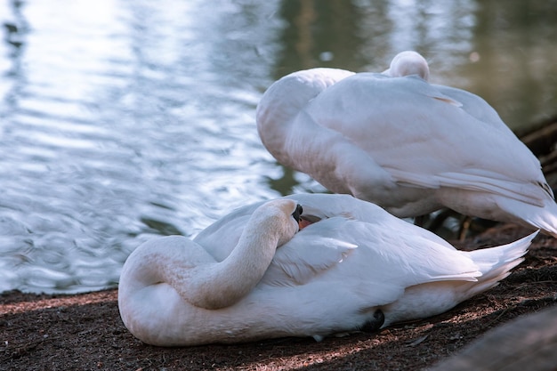 Два лебедя моются на берегу озера