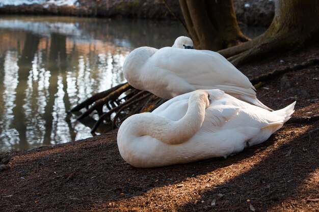 Two swans cleaning them selves at lakeshore