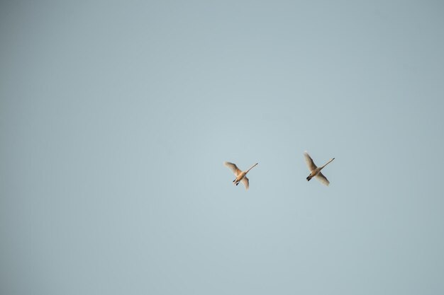 two swans flying in the blue sky bottom view