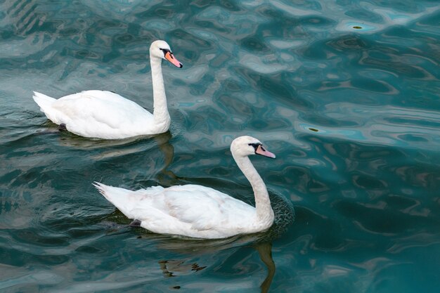 Two swans in high seas. Love concept symbol. Lovely couple. Blue green salt water.