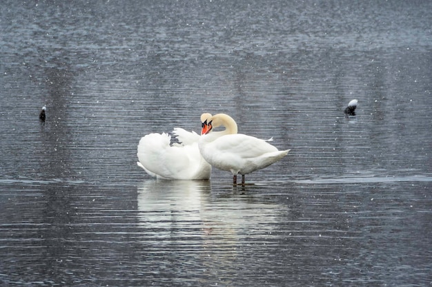 Two swans in love Swans couple in love Mating games of a pair