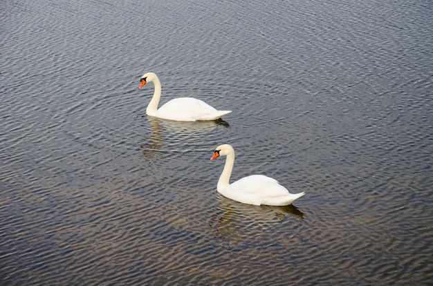 Two swans on the river near the ice