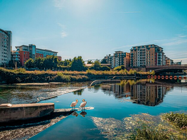 Foto due cigni stavano accanto a un canale con gli edifici riflessi nell'acqua in una giornata di sole