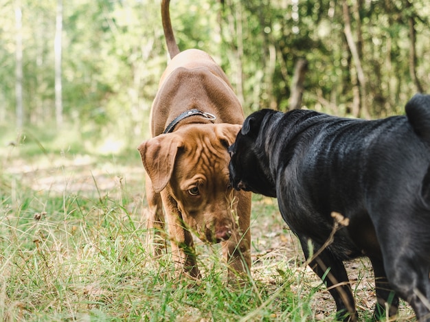 森で遊ぶ2つの甘い子犬