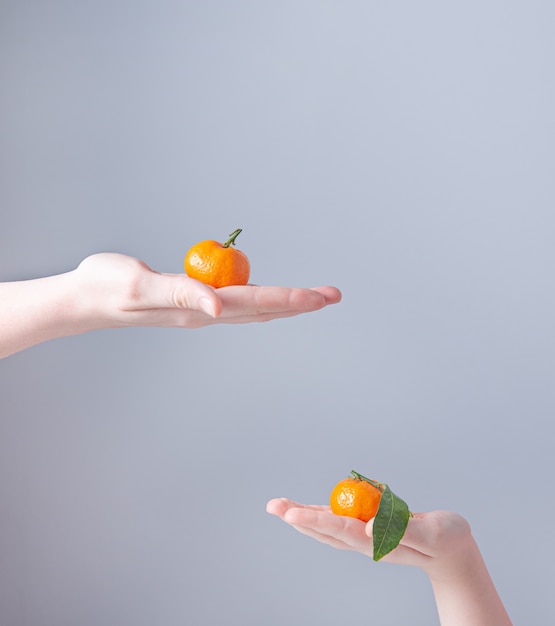 Two sweet tangerines in the hands of children on gray background. Front view