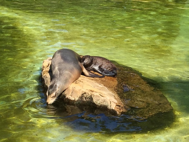 湖で泳いでいる2人