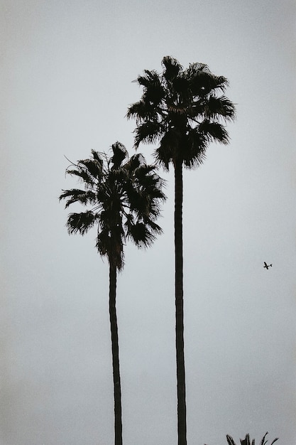 Premium Photo | Two tall palm trees silhouette