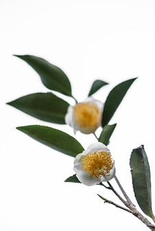 Due fiori e foglie di tè su sfondo bianco