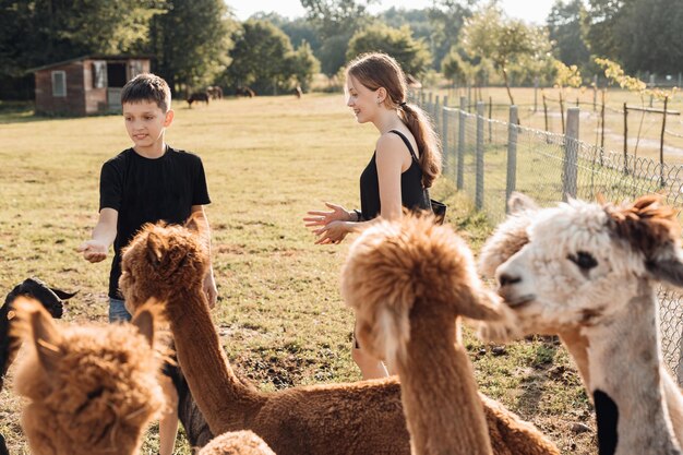 Two teenagers have fun on farm talking with alpacas. Agricultural industry. Beauty of nature. Agrotourism. Natural materials. Beautiful animals. Farm life. Pets. Children's holidays.