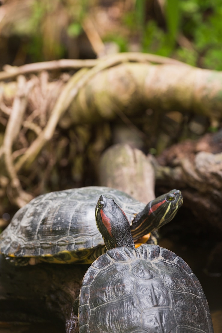 Photo two terrapin turtles
