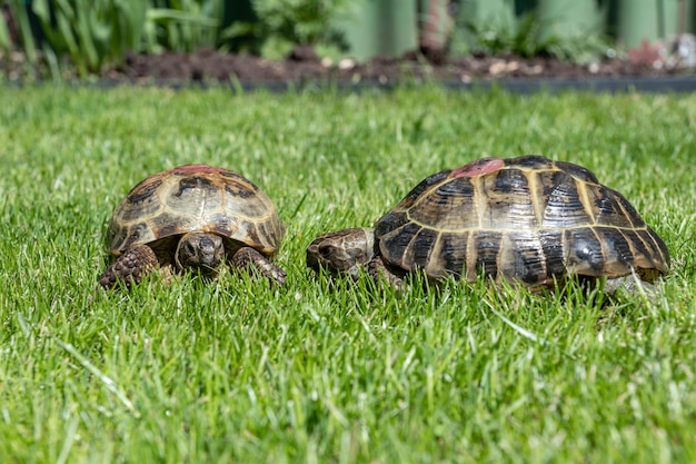 Two terrestrial house tortoises crawl on a green grass lawn in the afternoon under the sun