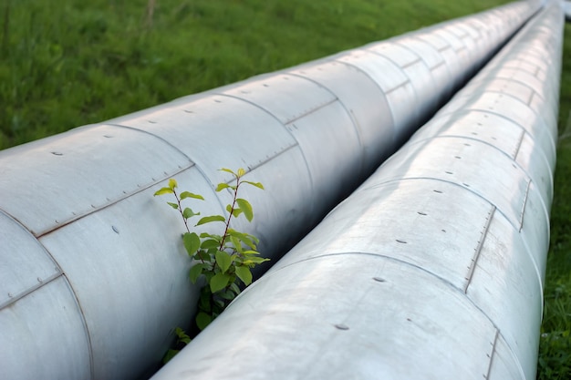 Two thick pipes in protective metal casing with hot water and green branch sprouting between the pipes