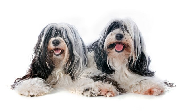 two Tibetan terrier