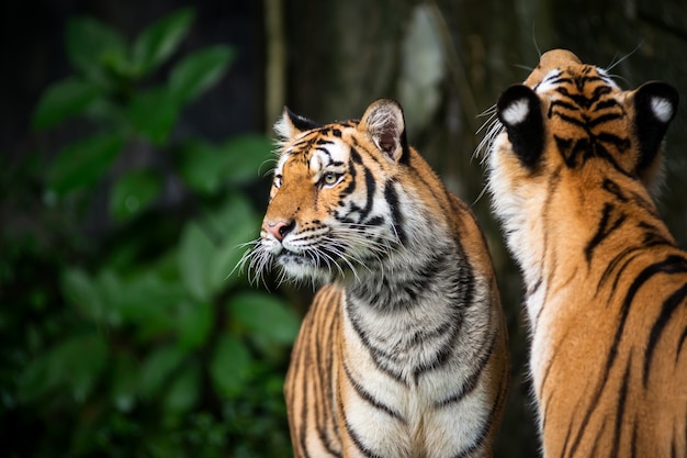 Two The tiger stands to look at something with interest.