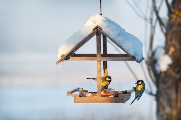 豚の脂肪を食べる雪の冬の鳥の餌箱の2つの乳首