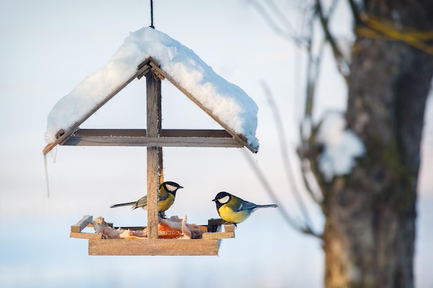 Two tit in the snowy winter bird feeder eating pork fat