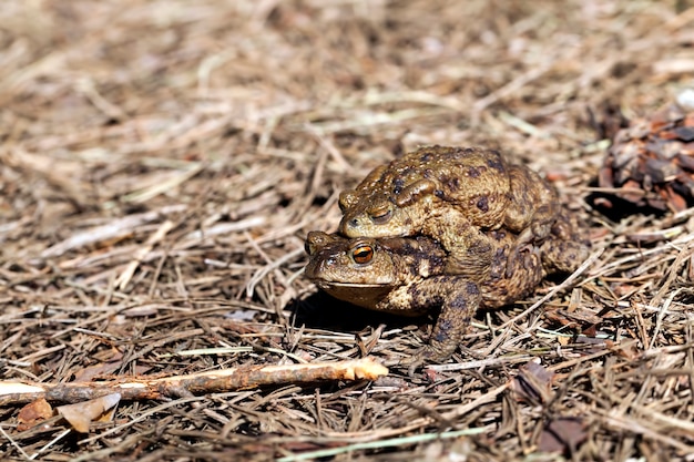 繁殖期の2匹のヒキガエル