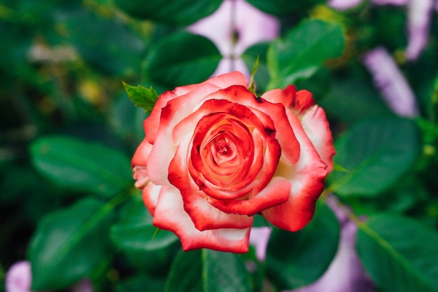 Two-tone white rose with red in the garden on a green background. view from above. space for text