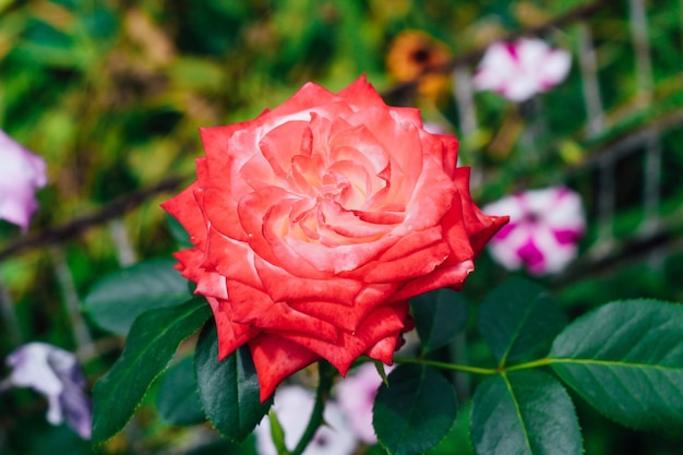 Двухцветная белая роза с красным в саду на зеленом фоне. вид сверху. место для текста