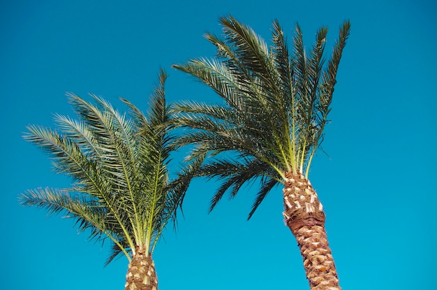 Due cime di una palma contro un cielo blu una vista dal basso