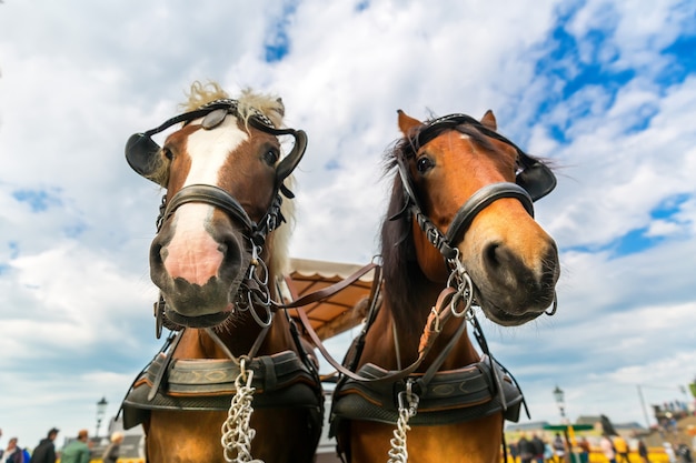 Due facce di cavalli da tour nella vecchia città europea