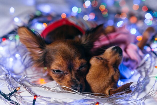 Two Toy Terrier is a yellow New Year's dog Two dogs lie ridiculously and fall asleep They are surrounded by garlands and are dressed in children's sliders