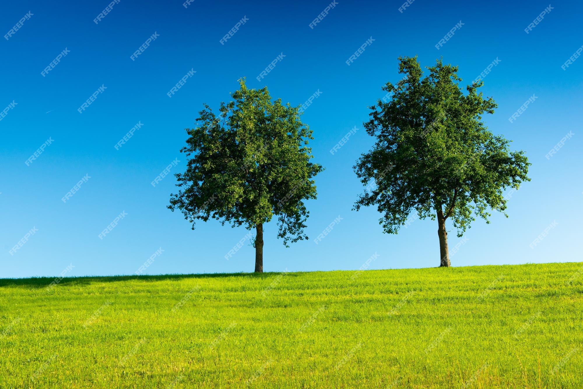 Premium Photo | Two trees in a green field with a clear blue sky in the  background