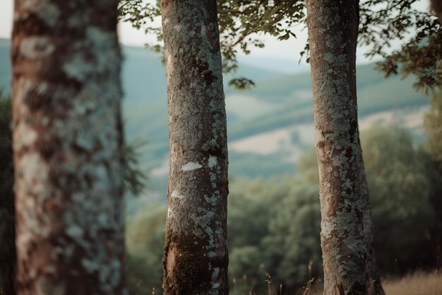 Two Trees Standing in Grass