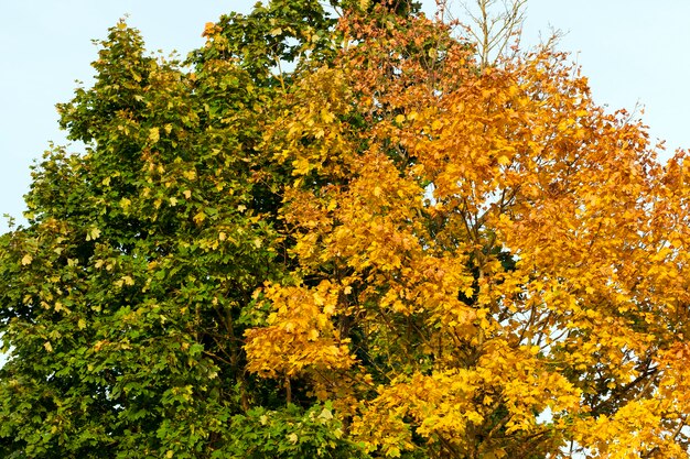 Two trees with colorful crowns in the autumn season, the tops of plants in the afternoon