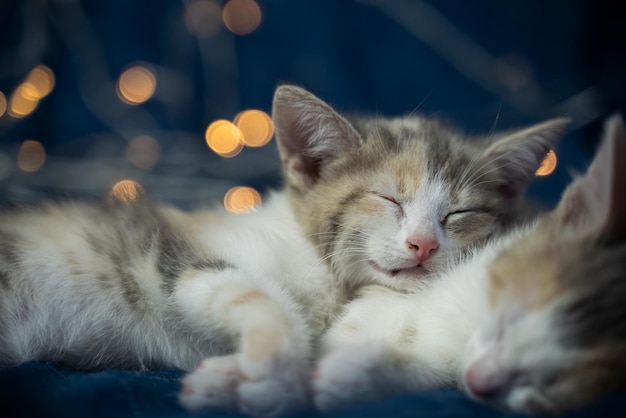 Two tricolor kittens are sleeping on the background of New Year's yellow lights. A perfect gift for a winter holiday. Cute pussies. Close-up, blurred background.