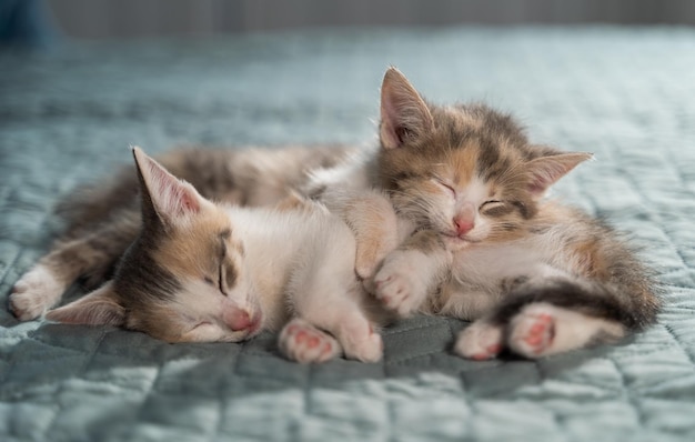 Two tricolor kittens sleep on top of each other on a blue blanket. Bright bedroom with pets. Favorite animals. Close-up, blurred background.