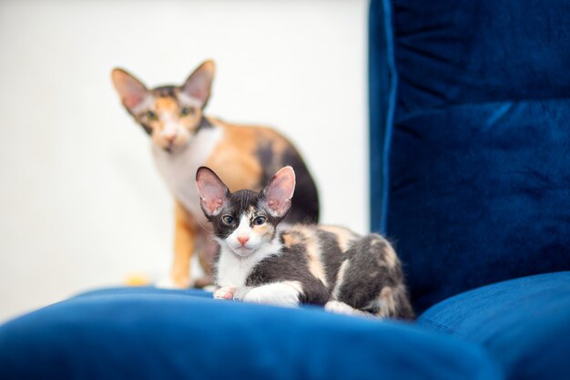 Two tricolor Sphynx cats with fur are sitting on the sofa.