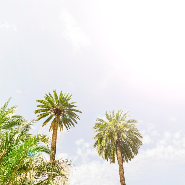 Фото Две тропические финиковые пальмы против неба
