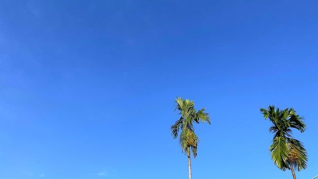 Two tropical trees and the blue sky