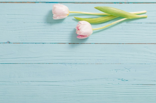Two tulips on blue mint wooden background