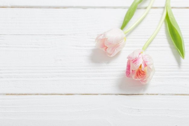 Two tulips on white wooden background