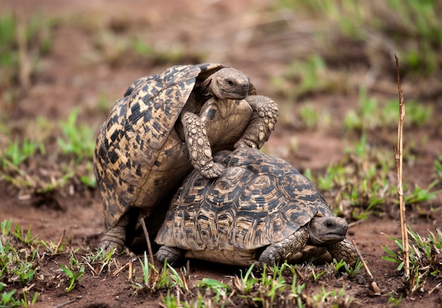 Two turtles mating