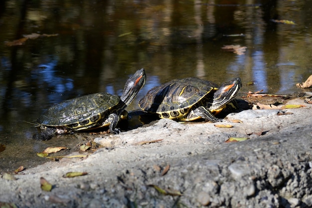 Two turtles worming up in the sun near a pond